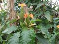 Crossandra infundibuliformis